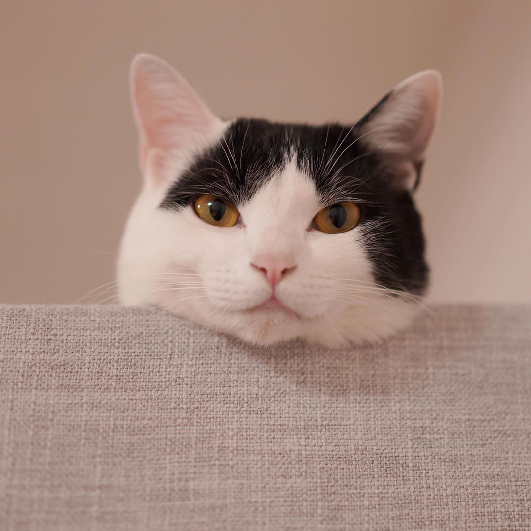 KAZUYAのインスタグラム：「今日のにゃんこ60。 シュールな顔オンリー(妻撮影) #猫 #猫のいる暮らし #cat」