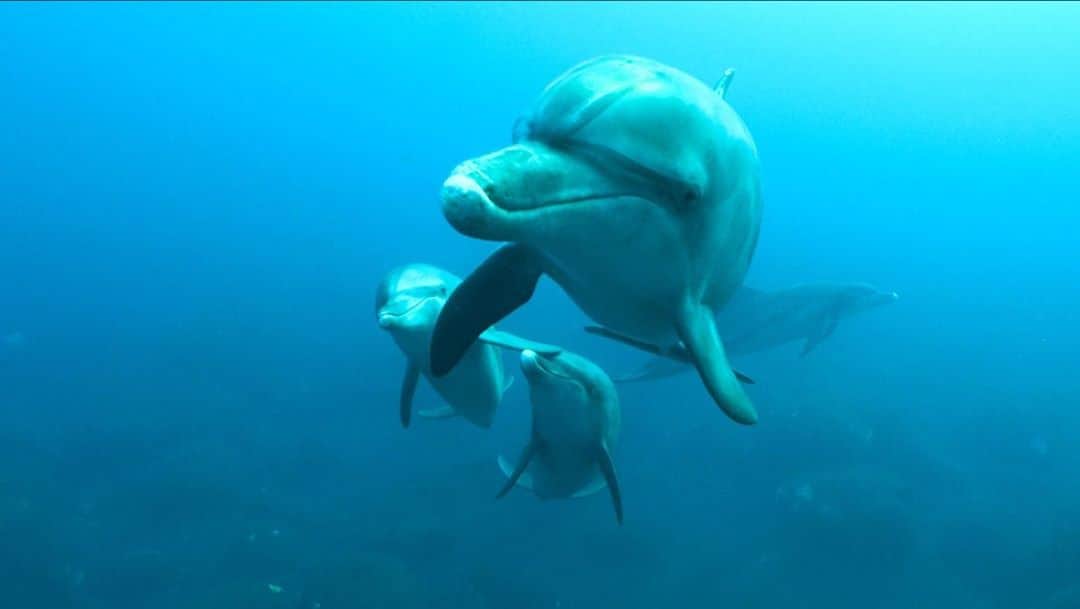 天才！志村どうぶつ園さんのインスタグラム写真 - (天才！志村どうぶつ園Instagram)「野生のイルカが見られる東京の離島『御蔵島』  キューキュー聞こえるのはイルカの鳴き声です！！ なんて言っているんだろう🤔💭 📢 Sound on🎶 #イルカ #御蔵島 #dolphin」10月29日 18時38分 - minnano_zoo_ntv