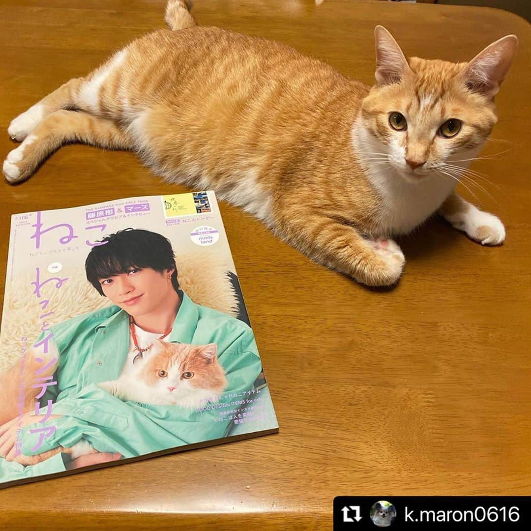 ねこさんのインスタグラム写真 - (ねこInstagram)「@k.maron0616 さん、ありがとうございますぅ〜☺️🌱💞 またぜひぜひインスタ企画応募してくださいねぇ🌈かわゆいショットお待ちしてます😀🙌🏻 #Repost @k.maron0616 with @make_repost ・・・ もなか ・ ・ ①  @neko_magazine さん の「ねこ」11月号に もなちゃん載せていただきました〜✨ ・ ②  見てるふうなもなちゃん😸 ・ ③  これがボクだよ😽 ピーン‼︎ ・ ・ #もなか#もなちゃん😽#雑誌ねこ116号#雑誌ねこ#ピーン#猫#ねこ#にゃんこ#にゃんすたぐらむ#茶トラ白#かわいい#いたずらっ子#甘えん坊#ありがとうございます #cat#catsofinstagram」10月29日 18時52分 - neko_magazine