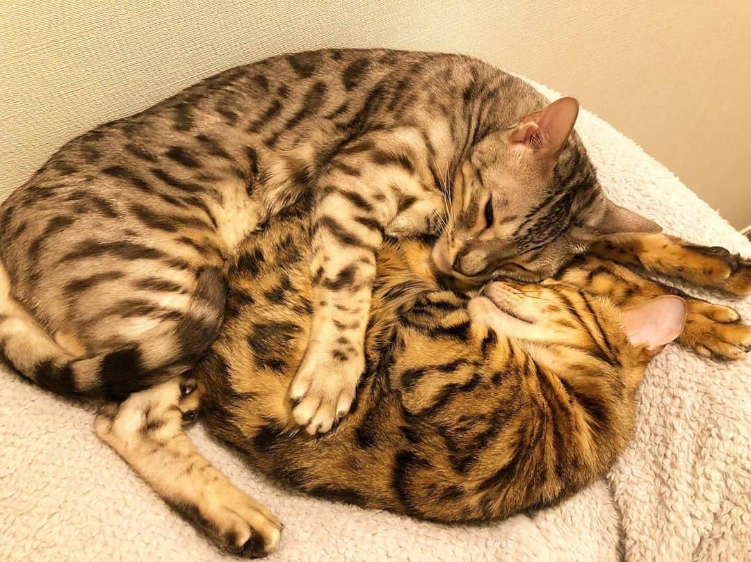 トミックのインスタグラム：「めっちゃ好きですね🐈🐈  #トミスタj  #トミック #youtuber #猫 #ベンガル #ルト #ロゼ #ホモォ」