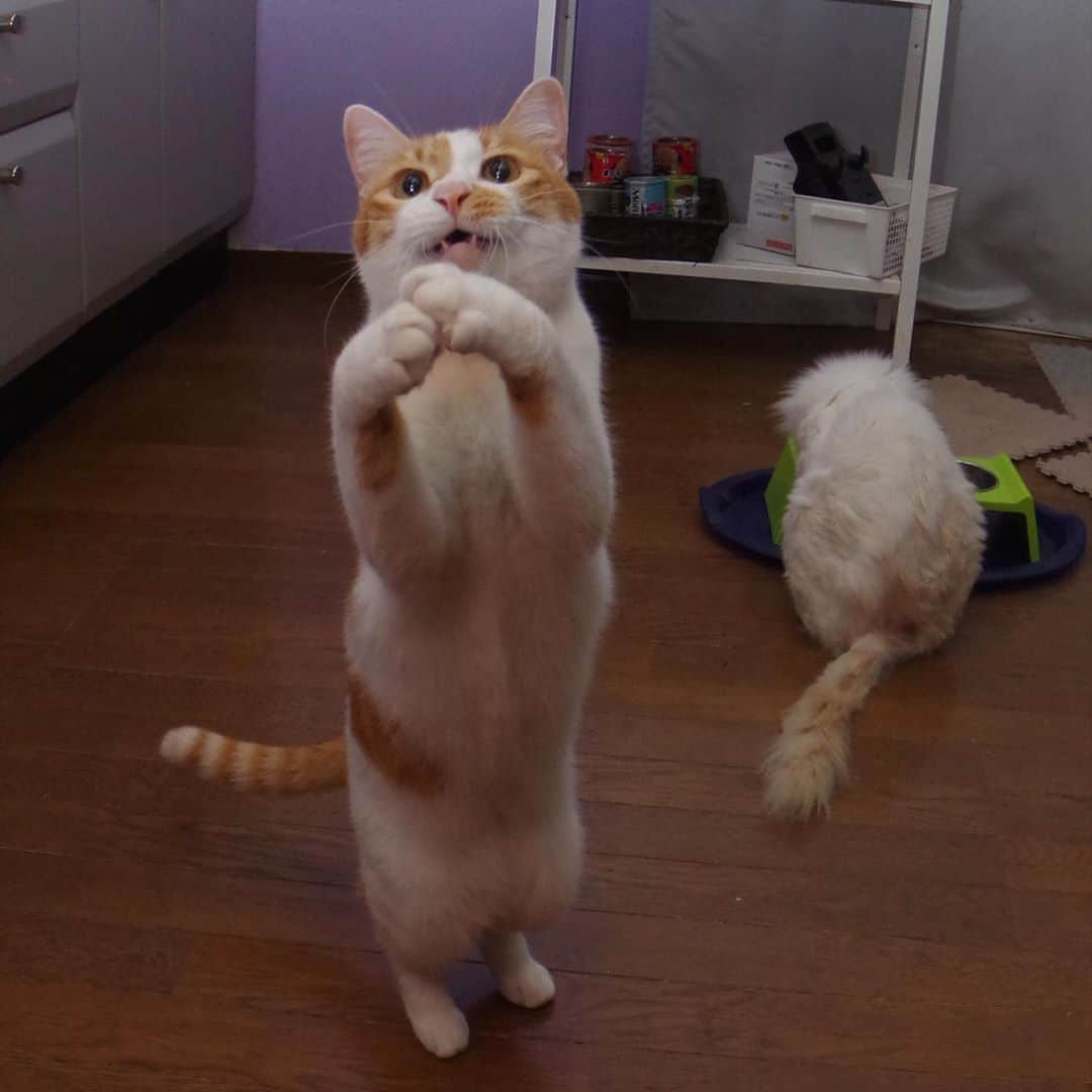 Kachimo Yoshimatsuさんのインスタグラム写真 - (Kachimo YoshimatsuInstagram)「お願いポーズは、ヨウカンさんにはかなわいよ。 #uchinonekora #oinari #okaki #yohkan #neko #cat #catstagram #kachimo #猫 #ねこ #うちの猫ら http://kachimo.exblog.jp」10月29日 19時11分 - kachimo
