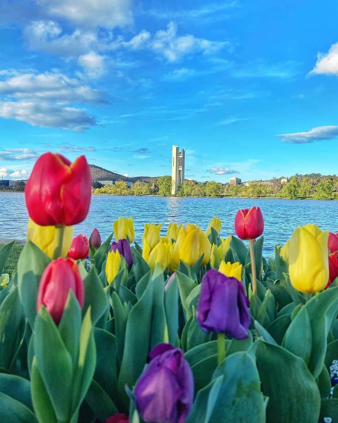 Australiaさんのインスタグラム写真 - (AustraliaInstagram)「You're a blooming delight in spring @visitcanberra! 🌷 😍 @marichrisv captured this colourful perspective of #Canberra’s iconic #LakeBurleyGriffin. This landmark is lovely all year round, but looks extra special during spring with flower displays popping up all over the city! Though these gorgeous tulips are no longer in full bloom, you can find a similar (and just as beautiful) sight at the #NationalBotanicGardens, which is full of native Australian  plants and flowers 💚 #seeaustralia #visitcanberra #holidayherethisyear」10月29日 19時28分 - australia