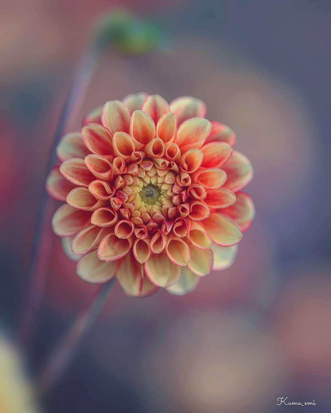 花の写真館のインスタグラム：「Photo by @kuma_emi.⠀ https://instagram.com/kuma_emi/⠀ .⠀ Original Post[投稿いただいたURL]⠀ https://www.instagram.com/p/CEwT6PfAnxW/⠀ .⠀ 本アカウントは、 #私の花の写真 をつけてInstagramに投稿された皆さまの花の写真や、「花の写真館」Facebookページで投稿された花の写真を紹介します。⠀ 「花の写真館」Facebookページは、「 @floral.photograph 」のプロフィールにあるURLからご覧ください。⠀ .⠀ ※各自、政府、自治体など公的機関の指示に従った行動をお願いします。⠀⠀ 東京カメラ部および分室では、写真を「見る楽しみ」を提供することを通して、微力ながら皆様にわずかな時間でも癒しをお届けしたいと思っております。⠀ ※本アカウントは東京カメラ部がFacebook、Instagramのサービスを利用して運営しているもので、Facebook社・Instagramとは一切関係ありません。⠀ .⠀ #花の写真館 #floralphotograph #floralphoto #flower #flowers⠀ Follow: @floral.photograph」
