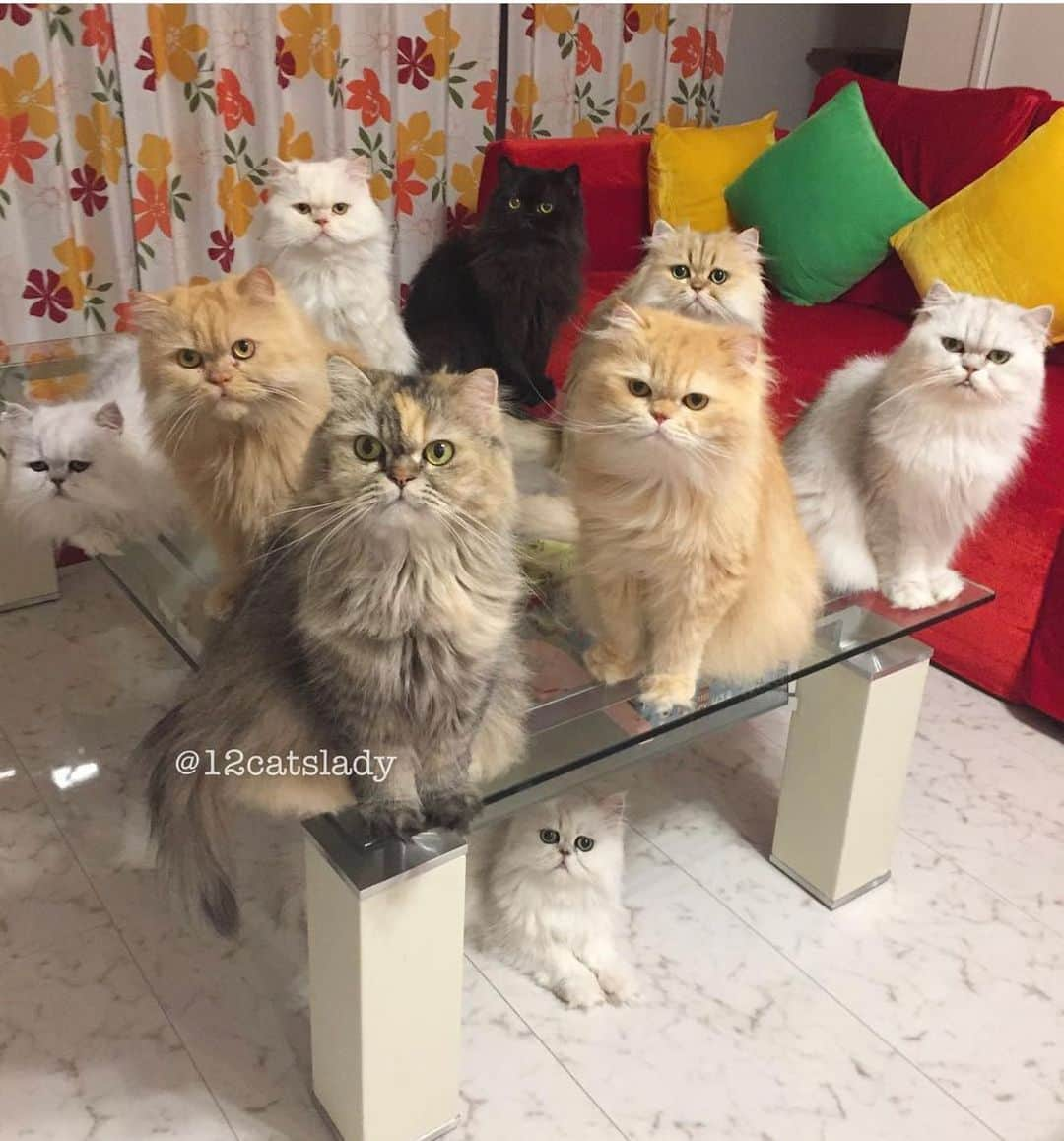 12 Chinchilla Persianのインスタグラム：「My kind of squad 🐱 #throwbackthursday #tbt #cat #catsofinstagram #persian #persiancat」