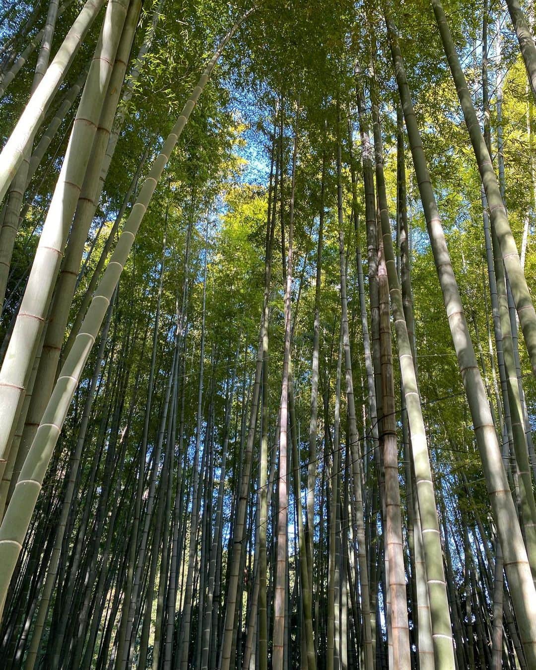 三上悠亜さんのインスタグラム写真 - (三上悠亜Instagram)「ママと鎌倉行ってきた☺️ 自然の力はすごいね。🌼」10月29日 19時51分 - yua_mikami