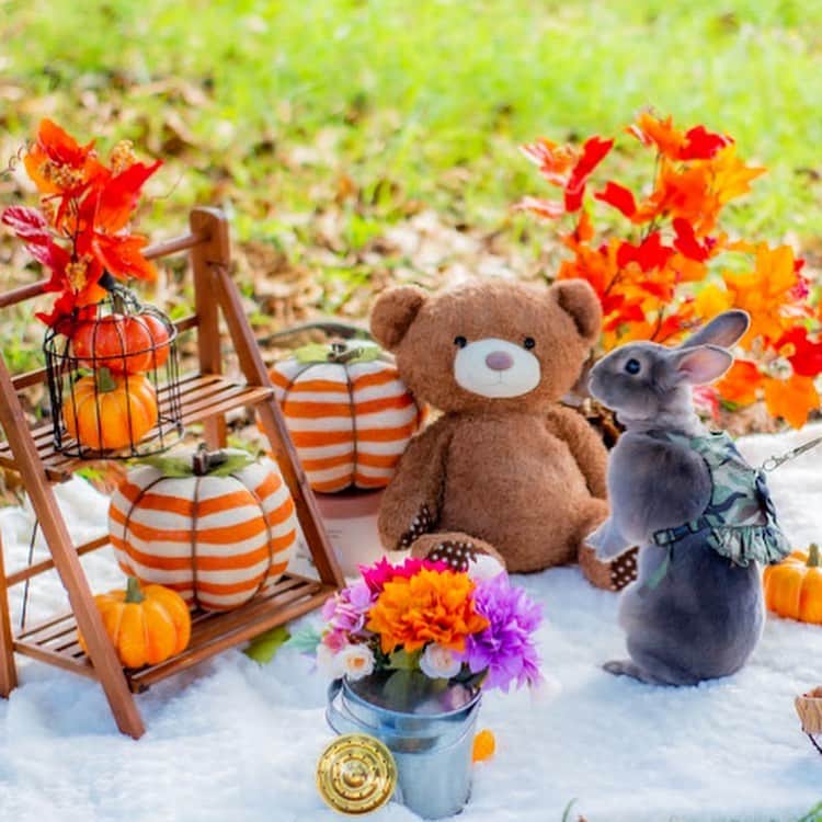Kayoのインスタグラム：「くま🧸と語るさくらん ・ ・ ちなみに①オカンの体型このくまと似てる ちなみに②ナスDの大冒険が好きです♡ ちなみに③ハロウィンに間に合うように必死で投稿してる今日この頃ww (コメントお気遣いなくですー)」