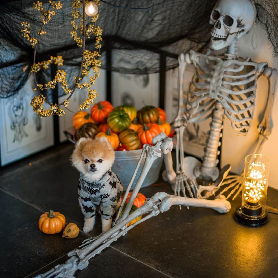ポテチンのインスタグラム：「Happy Halloween 🎃👻  10月のポテ家はお客さんで大賑わいでしたぢょ〜 みんなありがとうございますぢょ😊」