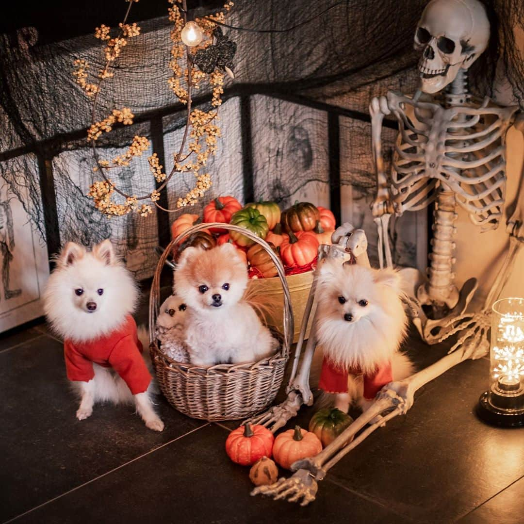 ポテチンさんのインスタグラム写真 - (ポテチンInstagram)「Happy Halloween 🎃👻  10月のポテ家はお客さんで大賑わいでしたぢょ〜 みんなありがとうございますぢょ😊」10月29日 19時56分 - pom.potechin