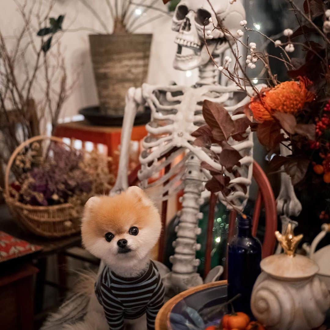 ポテチンさんのインスタグラム写真 - (ポテチンInstagram)「Happy Halloween 🎃👻  10月のポテ家はお客さんで大賑わいでしたぢょ〜 みんなありがとうございますぢょ😊」10月29日 19時56分 - pom.potechin