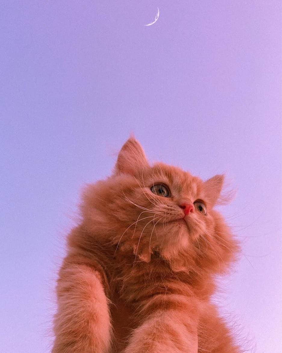 ナタリア聖奈さんのインスタグラム写真 - (ナタリア聖奈Instagram)「・ ・ 永遠の可愛さ🐈💕 ふっわふぁああ〜⸜(*´꒳​`*)⸝‍ ・ #猫のいる暮らし #猫好き #ふわふわ猫」10月29日 20時24分 - _natamilk_