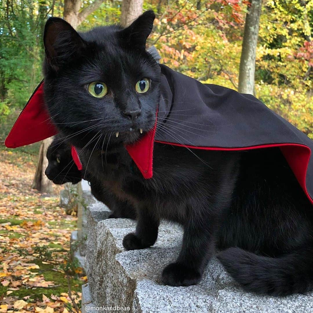 セルジオさんのインスタグラム写真 - (セルジオInstagram)「When someone says “nice costume”, but you’re not wearing one... #imtherealdeal 🧛🏿‍♂️ . . TWO MORE DAYS!!! #halloweencountdown ⏳ . #vampirecats #vampirecat #vampirekitty #halloween2020 #spookyseason #batcat #blackcatsofinstagram #blackcatsclub #catsofinstagram #halloweencats #teef #halloweencat #cemeteryphotography #catslife #9gagcute #buzzfeedcats #petcoscenecontest2020 #meowed #catsofinsta #catsofig #igcats #igkitty #myfurbabies #furfamily #catmomlife #spookycat #buzzfeedanimals #cutecatsofinstagram」10月29日 20時32分 - monkandbean