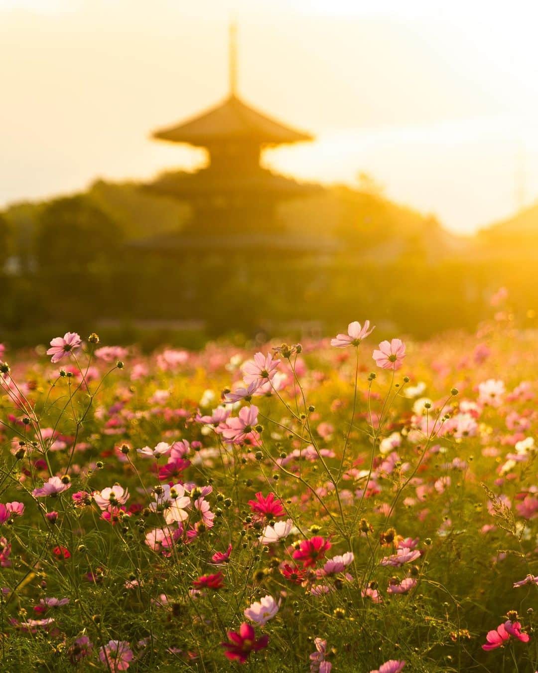 Koichiのインスタグラム：「| Melting sunset . #Hellofrom #Nara #BeautifulJapan . . Lens filter #OPF650L @tokyo_grapher Lens #SEL2470GM .」