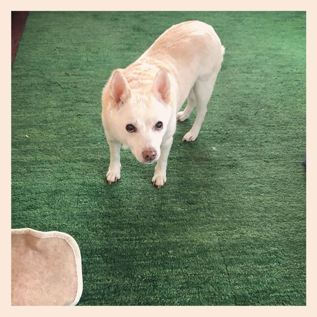 パンといっぴきのインスタグラム：「#元保護犬 #雑種犬 #crossbreed #mixdog #キップル14歳」