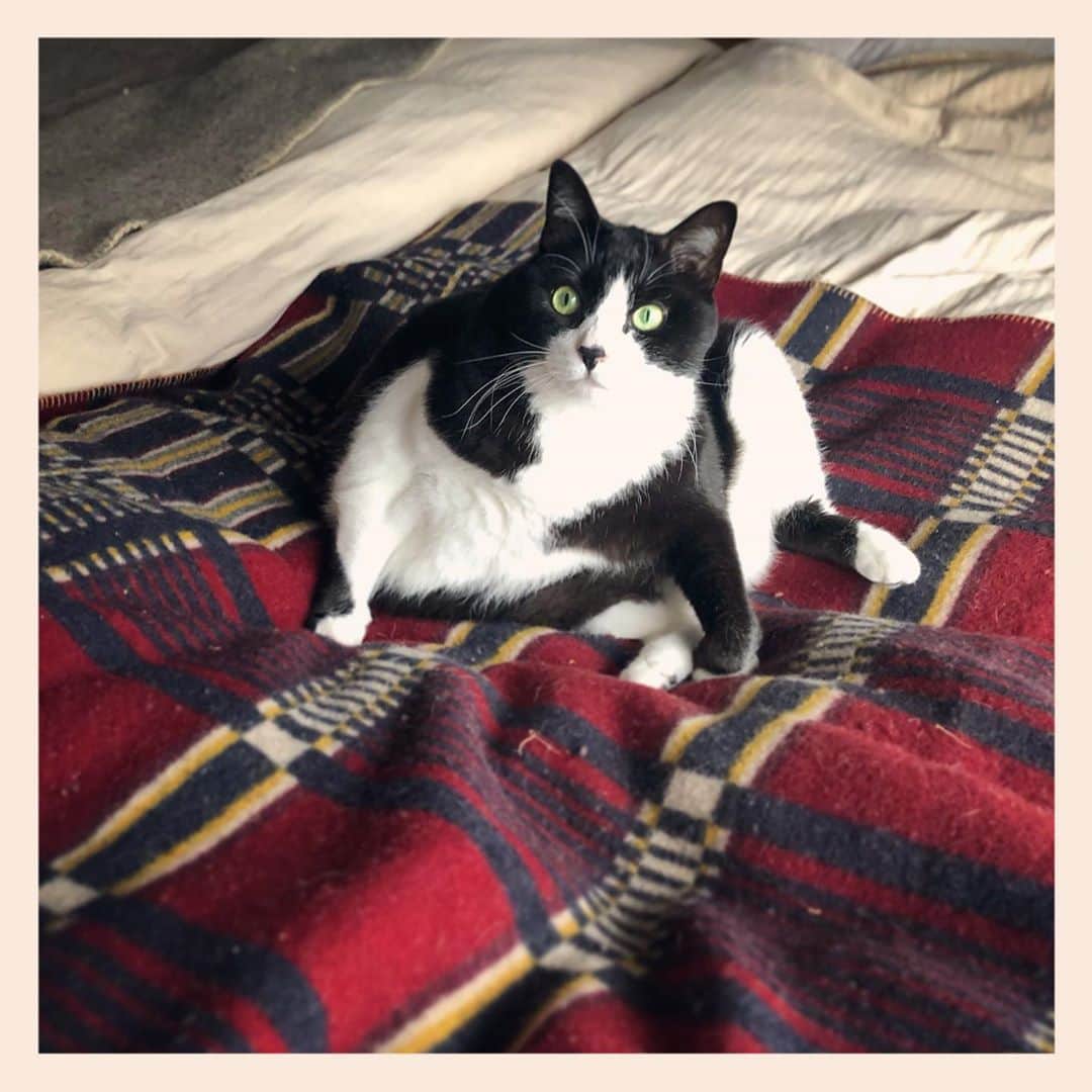 パンといっぴきのインスタグラム：「#元保護猫 #ハチワレ #白黒猫 #blackandwhitecat #tuxedocat」