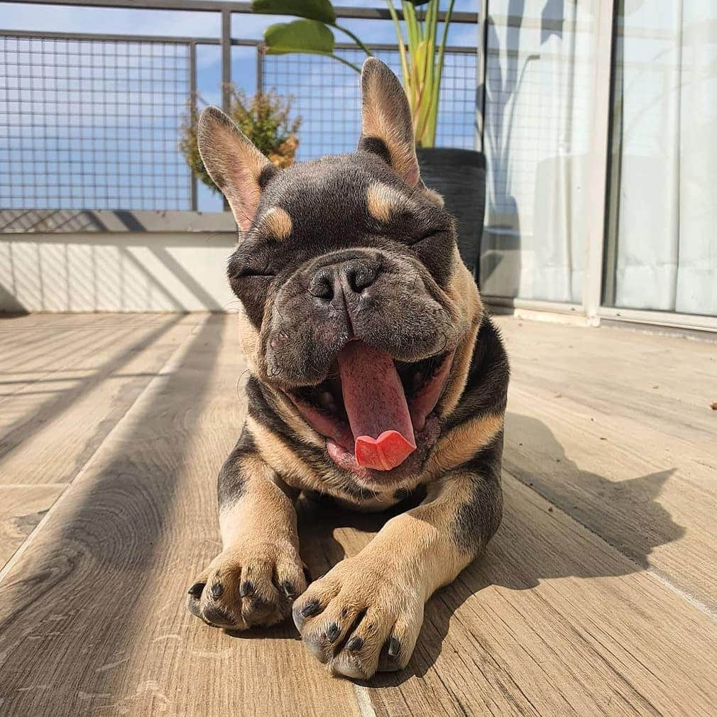 French Bulldogのインスタグラム