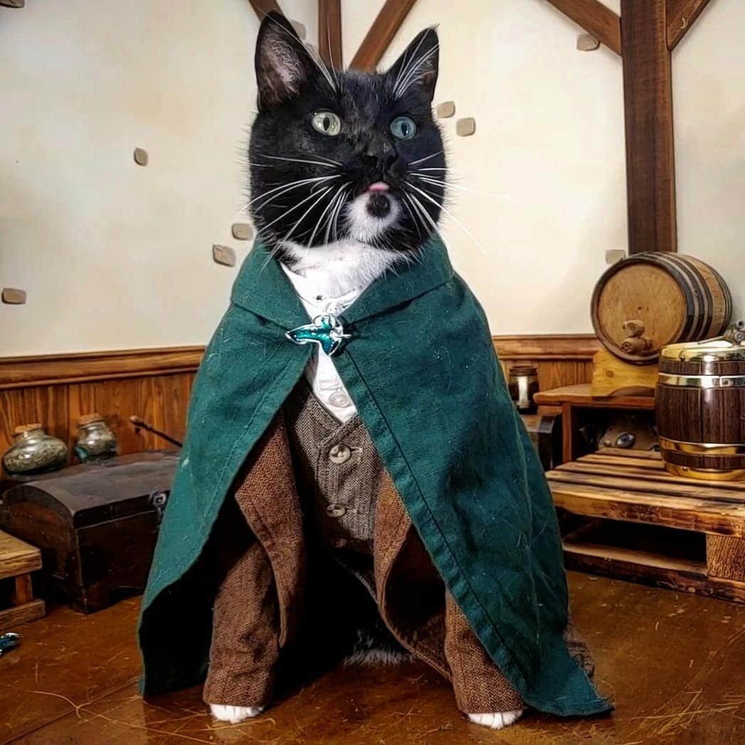 猫コスプレさんのインスタグラム写真 - (猫コスプレInstagram)「Every journey needs a Sam. Have you found yours?  #NationalCatDay #LotR #LordofTheRings  . . . . . . . #samwise #samwisegamgee #samwisecosplay #lotrcosplay #lordoftheringscosplay #hobbit #halfling #cat #catcosplay #cosplay #cosplayer #cats #catcostume #catsinclothes #catsofinstagram #catstagram #petclothes #PetCostume #halloween #halloweenseason #halloweenideas #catday #adopt」10月29日 21時12分 - cat_cosplay