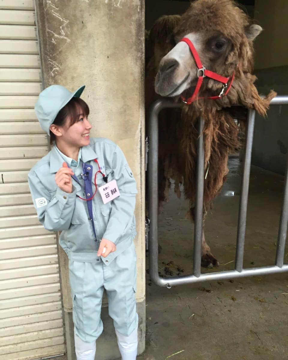 石田亜佑美さんのインスタグラム写真 - (石田亜佑美Instagram)「#八木山動物公園 . . 2015年の写真！照 . . 着ぐるみうさぎ投稿に続きまして、 本物のうさぎさんを投稿です🐰 . 一緒にラクダとの写真も……🐫笑 . . これはレギュラー出演させていただいてる、仙台放送「あらあらかしこ」で、飼育員見習いをやった時の写真です！2015年4月25日放送でした、懐かし . 今週末(31日)も出演するので、お楽しみに . . #うさぎ #🐰 #ラクダ #🐪 #🐫  #至近距離の迫力 #小動物 #かわいいよなぁ… #動物園 #飼育員 #仙台 #宮城 #仙台放送 #あらあらかしこ #morningmusume20 #モーニング娘20 #石田亜佑美 #memories #photo」10月29日 21時40分 - ayumi_ishida.official