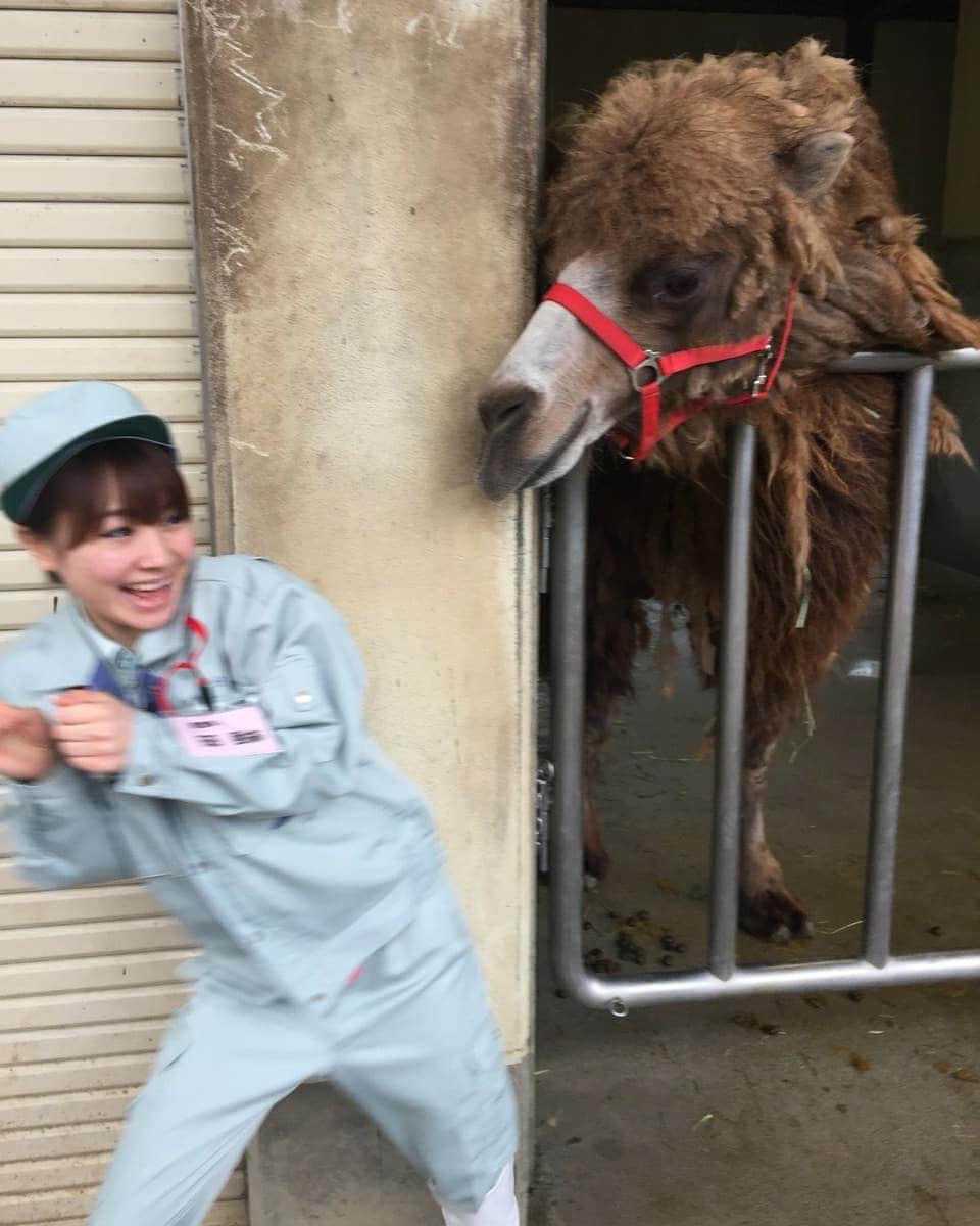 石田亜佑美さんのインスタグラム写真 - (石田亜佑美Instagram)「#八木山動物公園 . . 2015年の写真！照 . . 着ぐるみうさぎ投稿に続きまして、 本物のうさぎさんを投稿です🐰 . 一緒にラクダとの写真も……🐫笑 . . これはレギュラー出演させていただいてる、仙台放送「あらあらかしこ」で、飼育員見習いをやった時の写真です！2015年4月25日放送でした、懐かし . 今週末(31日)も出演するので、お楽しみに . . #うさぎ #🐰 #ラクダ #🐪 #🐫  #至近距離の迫力 #小動物 #かわいいよなぁ… #動物園 #飼育員 #仙台 #宮城 #仙台放送 #あらあらかしこ #morningmusume20 #モーニング娘20 #石田亜佑美 #memories #photo」10月29日 21時40分 - ayumi_ishida.official