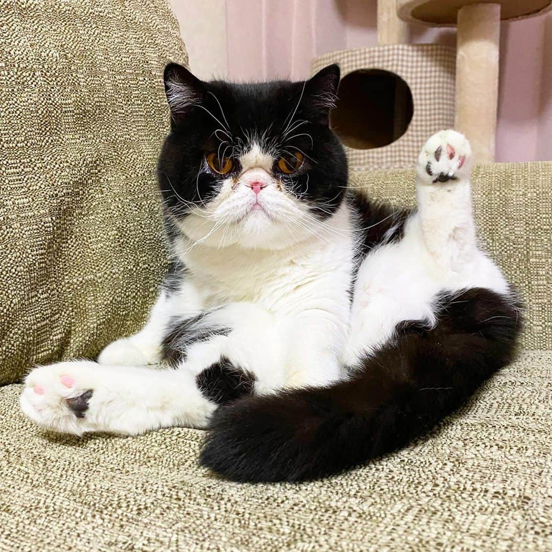 nemuru_catのインスタグラム