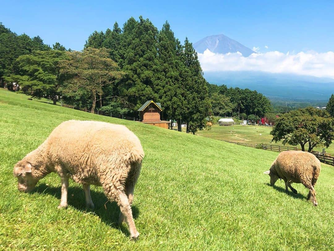 夏目綾のインスタグラム：「これは前に撮った静岡の牧場の写真です……良………  そして今日は牧場物語の新作のお知らせを聞いて 最高…ｯ!!!になった…  たまにはちゃんとタグをつける！ #牧場 #ひつじ #富士山 #静岡観光」