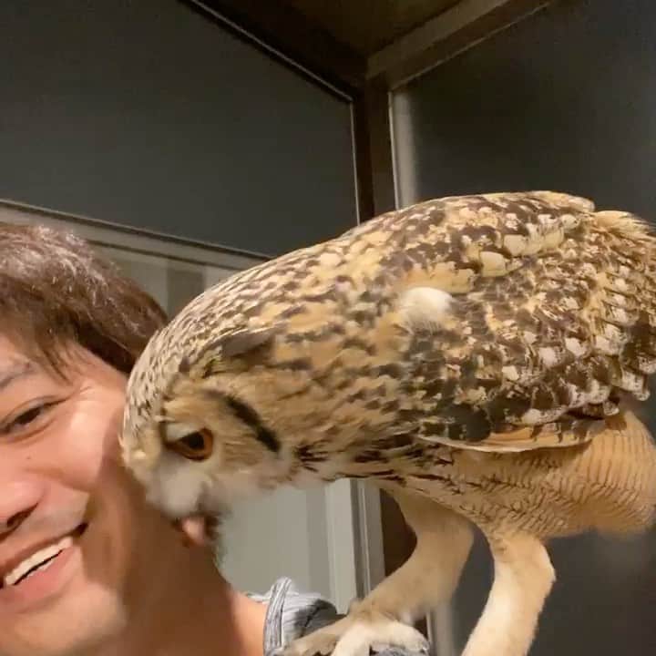 GEN3 Owlのインスタグラム：「一緒にご飯を食べたくて肩に乗ってくるガルー / Garu rides on my shoulder because he wants to eat with me. #owl #owlgaru」
