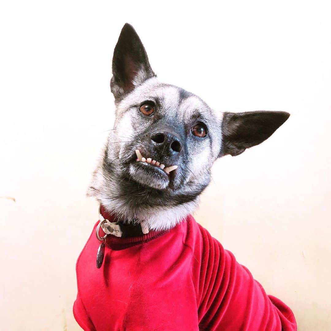 BLADeのインスタグラム：「﻿ 凛々しいエレナ🌛﻿ ﻿ #トリマー #trimmer #グルーマー #instadog #dogstagram  #トリミング  #petgrooming #doggrooming #優しいトリミング ﻿ #元保護犬　#保護犬　#野犬　#元野犬　#稲ちゃん　#稲ちゃん犬」