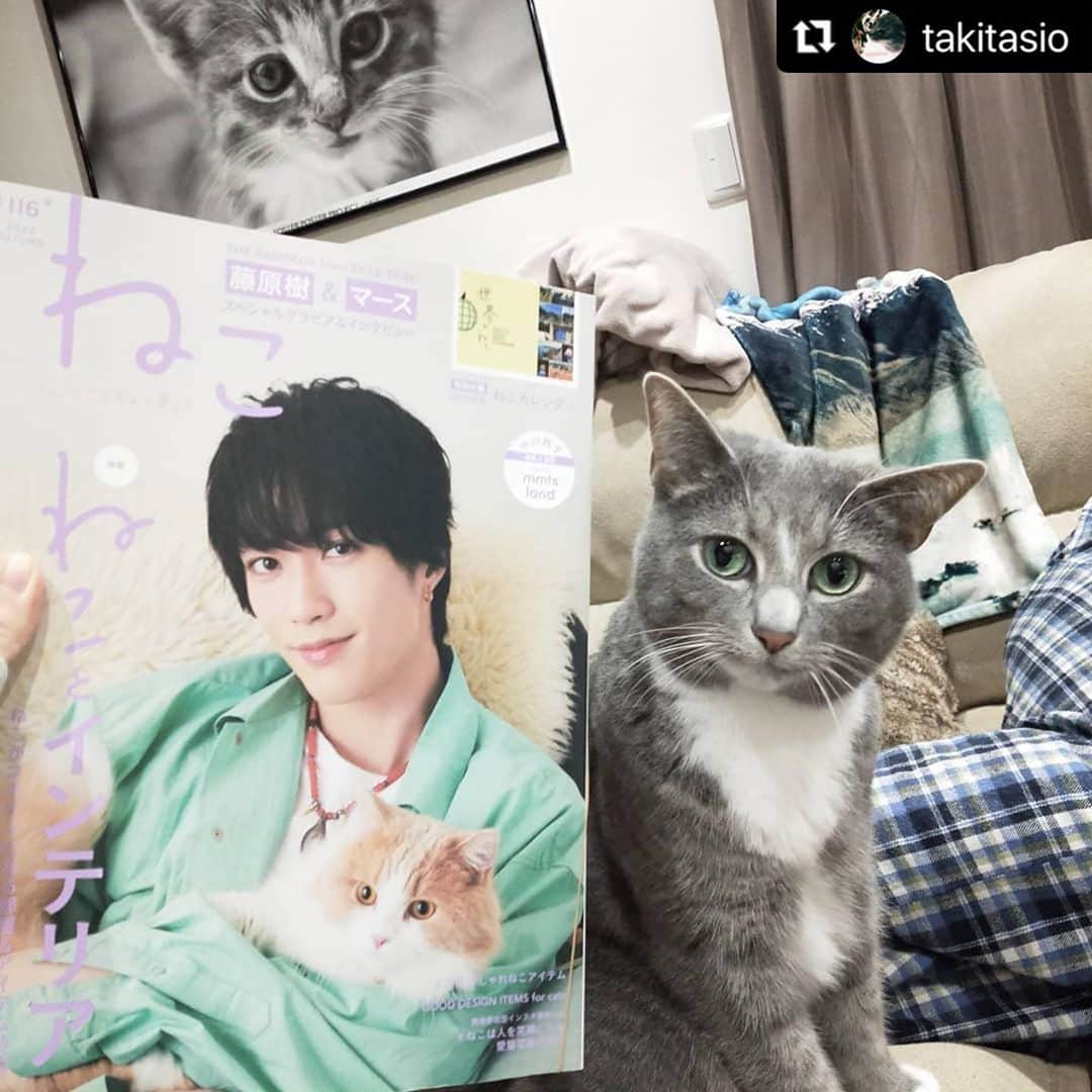 ねこさんのインスタグラム写真 - (ねこInstagram)「@takitasio さん、ありがとうございますっ😊感謝っ🙏❤️ またかわゆいショットお待ちしてますねぇ〜✨ #Repost @takitasio with @make_repost ・・・ 雑誌ねこ2020年11月号No.116  ロランさん掲載！！ 本屋さんいったら残り2冊で 焦って２冊買占め （掲載された写真が旦那さんのおばあちゃん宅🏠なので記念のプレゼント用）  雑誌ねこさんありがとうございます！！ @neko_magazine  ねことインテリア特集ということで内容もとっても面白い 特別付録のねこカレンダー付き🐾  #雑誌ねこ116号#ねことインテリア#ロランさん雑誌載りました#雑誌ねこさんありがとうございます」10月29日 21時50分 - neko_magazine