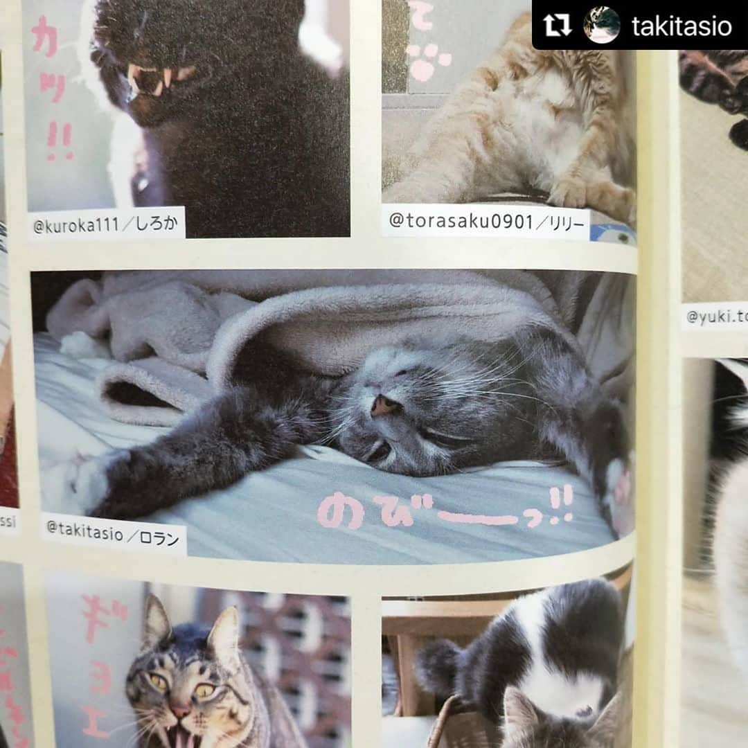 ねこさんのインスタグラム写真 - (ねこInstagram)「@takitasio さん、ありがとうございますっ😊感謝っ🙏❤️ またかわゆいショットお待ちしてますねぇ〜✨ #Repost @takitasio with @make_repost ・・・ 雑誌ねこ2020年11月号No.116  ロランさん掲載！！ 本屋さんいったら残り2冊で 焦って２冊買占め （掲載された写真が旦那さんのおばあちゃん宅🏠なので記念のプレゼント用）  雑誌ねこさんありがとうございます！！ @neko_magazine  ねことインテリア特集ということで内容もとっても面白い 特別付録のねこカレンダー付き🐾  #雑誌ねこ116号#ねことインテリア#ロランさん雑誌載りました#雑誌ねこさんありがとうございます」10月29日 21時50分 - neko_magazine