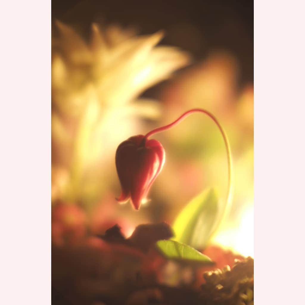 花澄のグルメインスタ