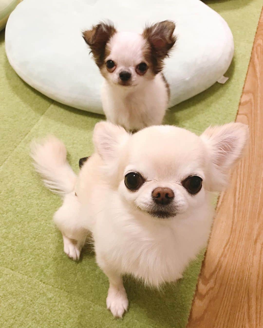 ∞maki∞??????さんのインスタグラム写真 - (∞maki∞??????Instagram)「2020.10.29 オミ♡ツム♡ ・ ・ ・ ・ こっち見てる💓 ただただ可愛いおふたりさん🥰💕✨ ・ ・ ・ ・ ※コメント返しゆっくりです🙏 #ただの親バカ🤣#Goodnight#おやすみ #dog#Chihuahua#Chihuahualove#Chihuahualife#instaChihuahua#IGersJP#all_dog_japan#happy#cute#love#犬#愛犬#イヌスタグラム#ちわすたぐらむ#チワワ#ロングコートチワワ#多頭飼い#可愛い#癒し#幸せ#ツムハゲ期#ｵﾐﾂﾑ」10月29日 22時08分 - maki_dfpso