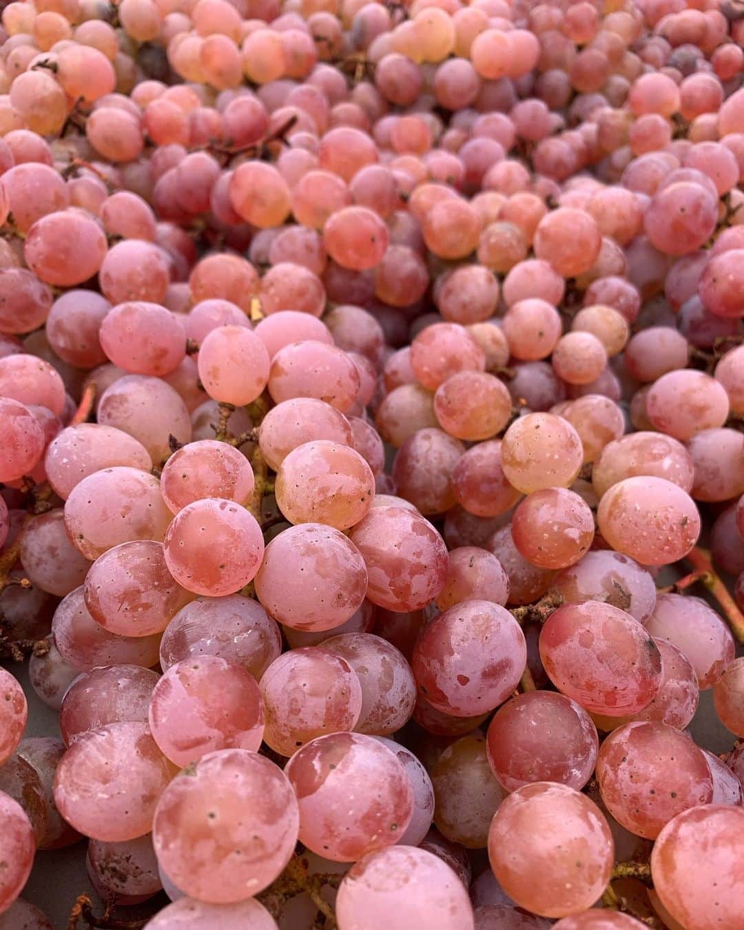 風間ゆみえのグルメインスタ