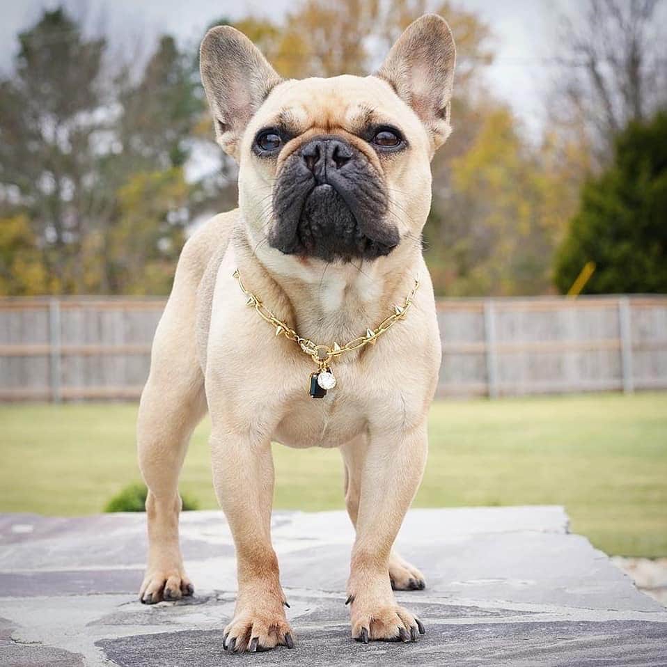 Regeneratti&Oliveira Kennelのインスタグラム：「New drip, who dis?? NEW @frenchbullevard 'New York' chain  Photo : @colston_leonard_and_beckham ❤  . . . . . . #frenchie #frenchies #frenchielove #frenchieoftheday  #frenchielife #frenchiepuppy #frenchiesociety  #frenchiebulldog #frenchielovers  #bluefrenchie #bluefrenchbulldog #frenchbulldog #frenchies_lovers #bulldoguefrances #bulldog #bully」