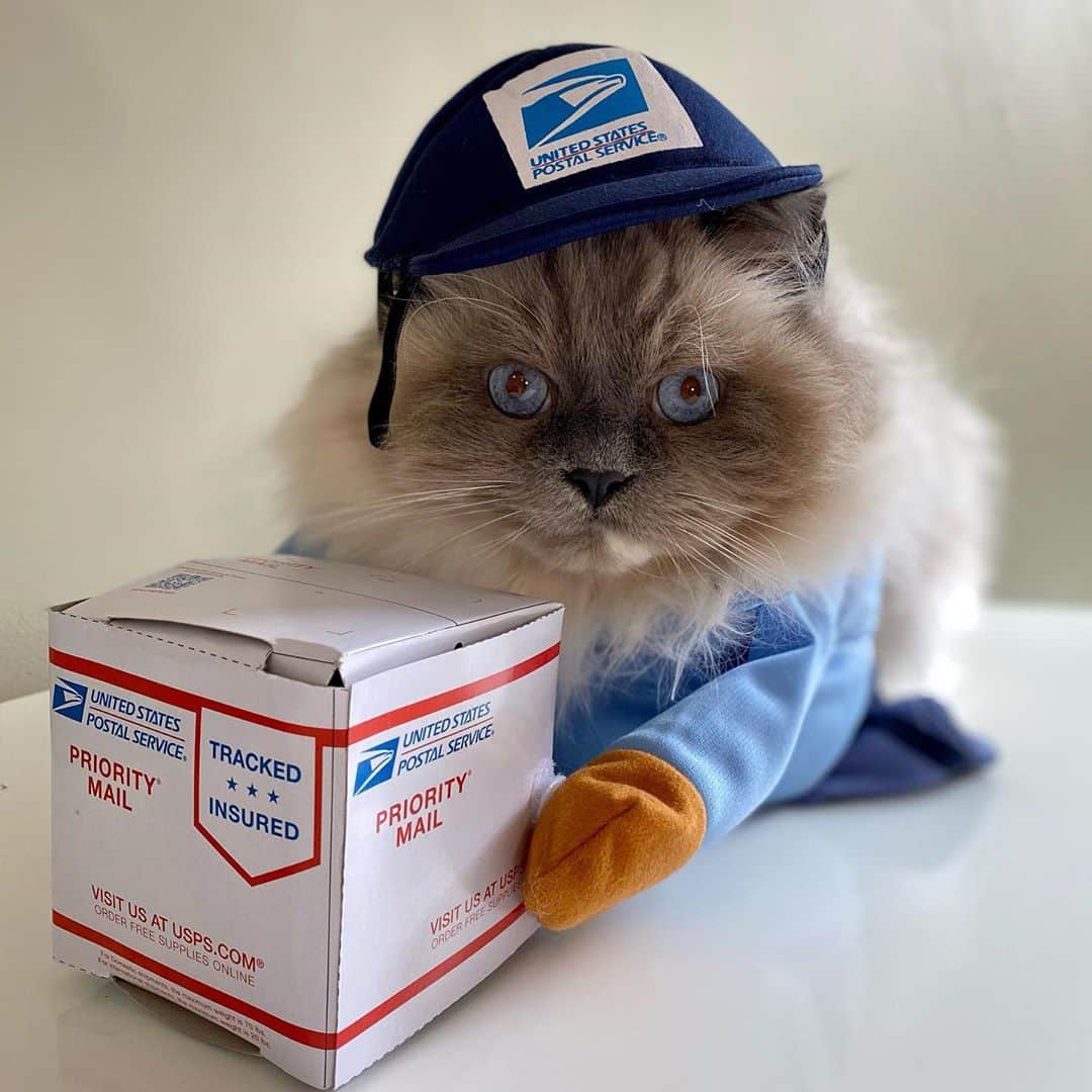 Tinaのインスタグラム：「You’ve got mail📬 #NationalCatDay」