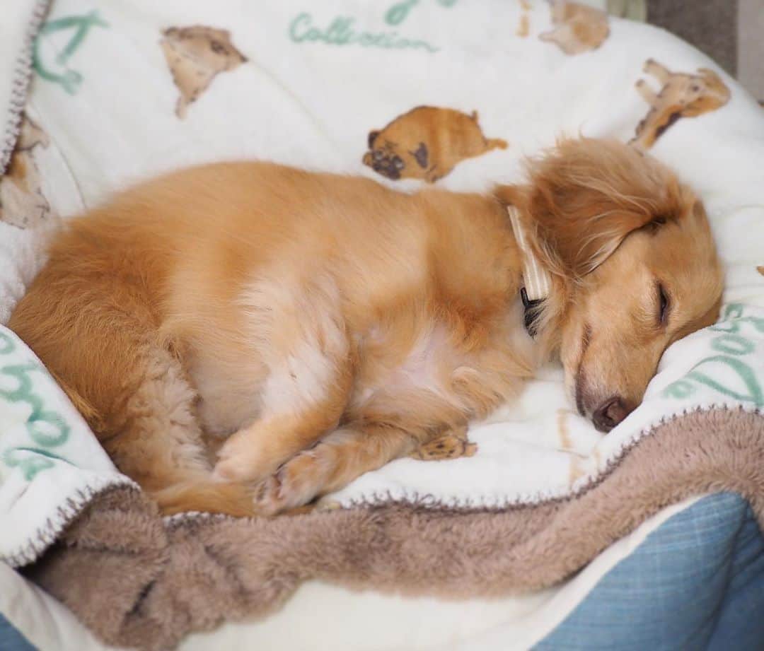 Sora Momoさんのインスタグラム写真 - (Sora MomoInstagram)「ベッドにすっぽりはまって寝てるそら🐶🐾 ☺︎ ふつーに寝てるだけなんだけど なんか可愛いくて またまたつい色んな方向から撮っちゃう ☺︎ お姉ちゃんに見せたらマヨネーズのいれものみたいって😅 ☺︎ #犬型マヨネーズ#そんな容器あったら#絶対買う#ベッドにすっぽりはまる#きっちりはまり過ぎて#ちょっと鼻曲がってる#眉間にしわ寄っちゃってる#ちょっと目が開いちゃってる#ただ寝てるだけ#それでも可愛い#今日も親バカ #ダックス#ミニチュアダックス #dachshund #miniaturedachshund」10月29日 22時26分 - teratera_sorapu_