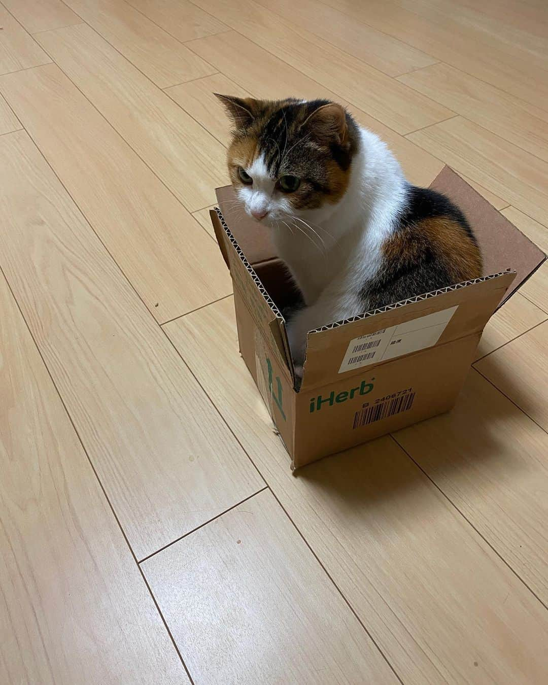 三好春奈さんのインスタグラム写真 - (三好春奈Instagram)「段ボール好き過ぎるシリーズです。 #myuuuuuu #cat #段ボール #すし詰め #リビングが段ボールだらけ」10月29日 22時42分 - bassnohalna