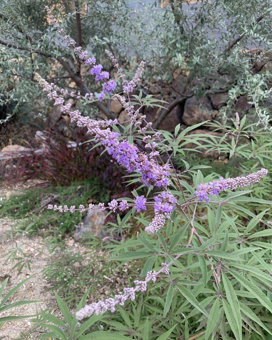 風間ゆみえのグルメインスタ