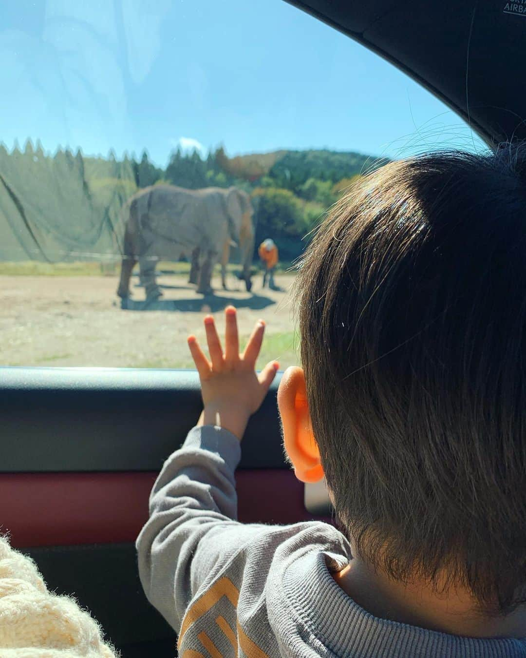 Remiさんのインスタグラム写真 - (RemiInstagram)「met and pet animals in safari park🦁🐯💚 長門湯本からの帰り道に秋吉台のサファリパークへ🚗🐅🦒🐘 車から動物たちを間近で見たり、触れ合いスペースではキリンや象に餌をあげたり、初めての経験ばかりで大興奮でした😍💕 東京ではなかなかできない貴重な体験になりました👦🏻👶🏻✨  #秋吉台サファリランド #山口県 #子連れスポット #子連れ旅 #サファリパーク #動物園 #LOVETABIMama」10月29日 22時57分 - remi_912