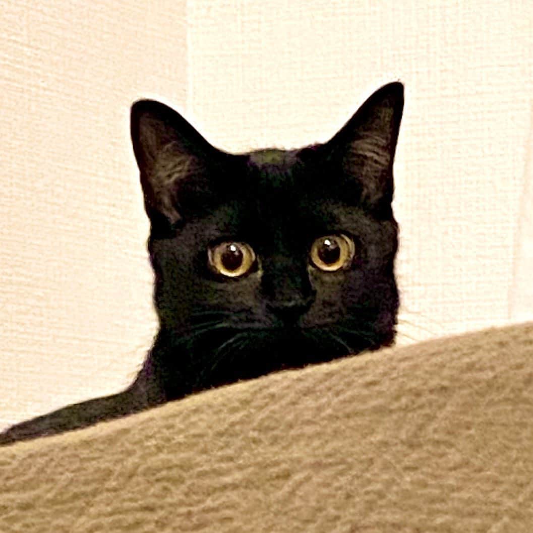 相沢あいのインスタグラム：「きゅるん⭐︎ （ガビるほどに拡大） _  #ぺーぽん #cat #kitten #catstagram #catsofinstagram #catsagram #babycat #子猫 #保護猫 #保護ねこ #仔猫 #ねこ #cat_of_instagram #cat_of_world #catlife #catlover #catlovers #fluffy #fluffycat #にゃんすたぐらむ #ねこすたぐらむ #仔猫 #blackcat #黒猫 #ぺーぽん #cat #kitten #catstagram #catsofinstagram #catsagram #黒猫部 #子猫 #保護猫 #保護ねこ #仔猫 #ねこ #cat_of_instagram #cat_of_world #catlife #catlover #catlovers #fluffy #fluffycat #にゃんすたぐらむ #ねこすたぐらむ #黒猫の可愛さ伝え隊 #blackcat #黒猫」
