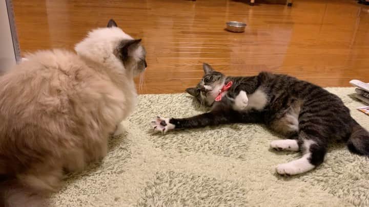 takegaeruのインスタグラム：「何か起きそうで起きない動画 このあと何が⁈  #cat #猫 #ragdoll #ラグドール #ホワイトポッチーズ #よもねこ #よもぎねこ #キジトラ #きじとら」