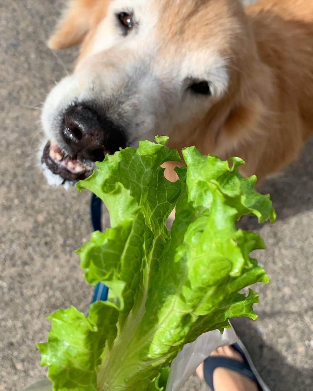 tamatamagoさんのインスタグラム写真 - (tamatamagoInstagram)「朝んぽ😃 なんとレタスのおじさんのシュウマイ屋さんが明日はお休みだそうで、レタスを袋いっぱい貰っちゃいました😆 　 いつもよりたっぷりのレタス🥬に、マオちゃん目が点に😶🤣🤣 　 　 She got a lot of lettuce 🥬 this morning 😊 　 2020/10/29」10月29日 23時09分 - tamatamago