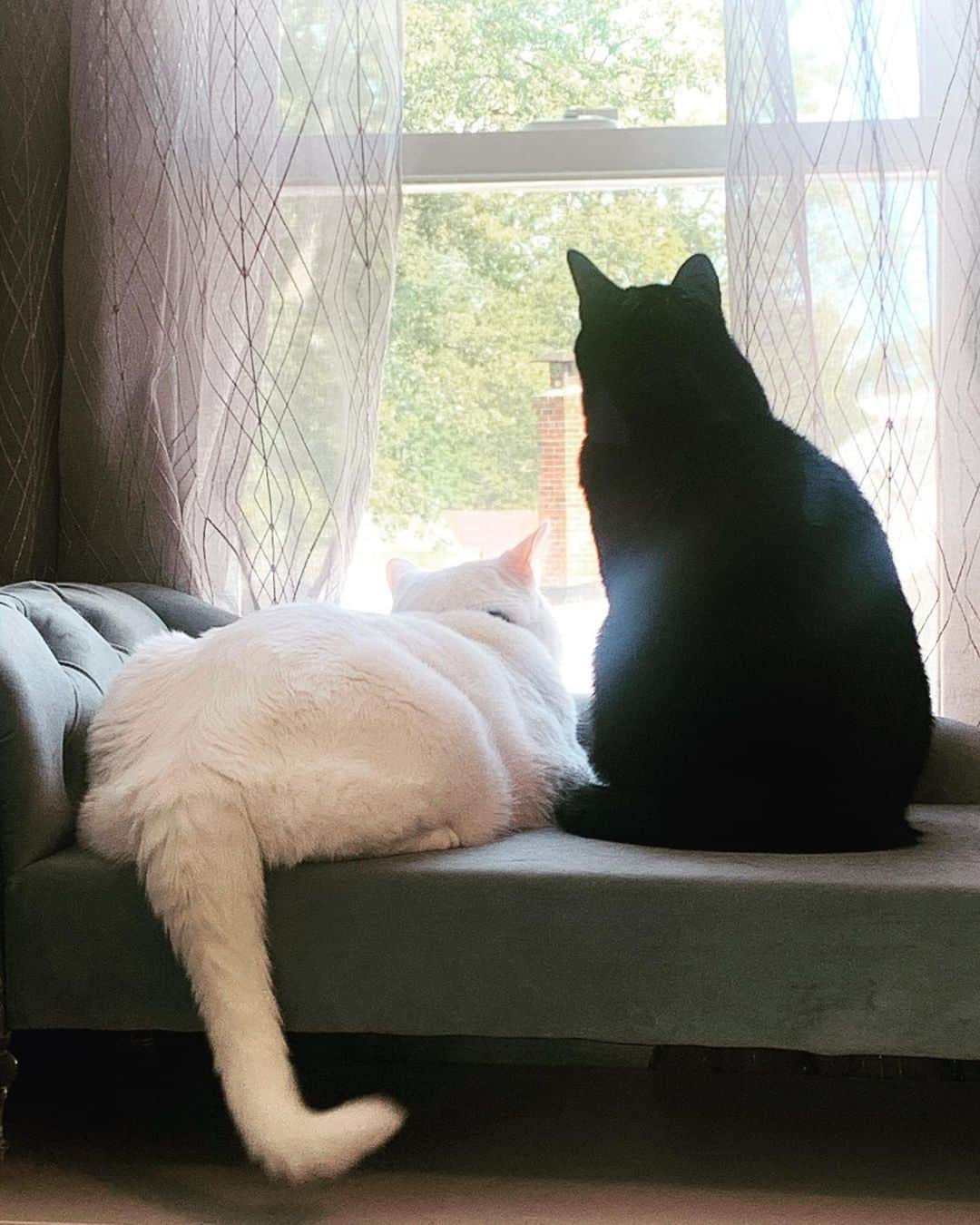 モヒートさんのインスタグラム写真 - (モヒートInstagram)「Happy National Cat Day to these two boys 💜 mommy had a no cat rule but daddy didn’t listen. Vader decided we were his home nearly 8 years ago and refused to leave. Skywalker was guilted on to us 3 years ago but they complete our family and love their Goldens so very much. We couldn’t ask for a better pack-kitties included. What’s your favorite Vader or Skywalker memory?   #nationalcatday #catsofinstagram #cats #catstagram #catsofinsta #cats_of_instagram #catsofig #brothers #catday #blackcat #blackcats #blackcatsofinstagram #whitecatsofinstagram #whitecat #chonkycat #chonky #petsofinstagram #catmom #catdad」10月29日 23時17分 - mojito_rose_family