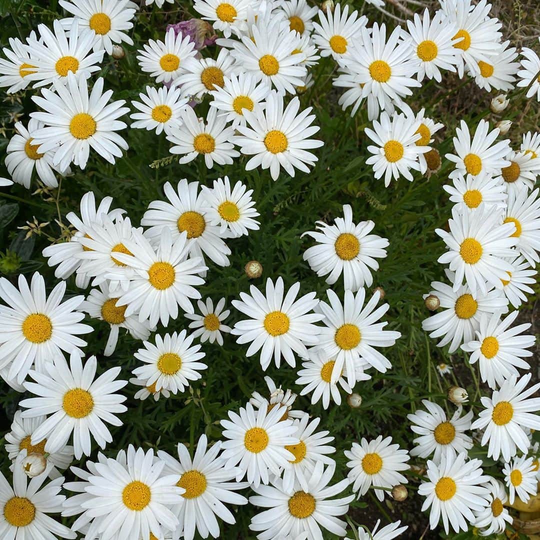 茜空さんのインスタグラム写真 - (茜空Instagram)「この前見つけた可愛くて好きなお花マーガレット！ 白色のマーガレットの花言葉は「秘めた愛」ですって〜　見た目は清楚だけどロマンチックですね、、あざとい、、、 ・ 小学生の時はお花屋さんになりたかったなーと思い出しました💐 #マーガレット　#お花　#ukka #茜空」10月29日 23時29分 - sora_akane.ukka