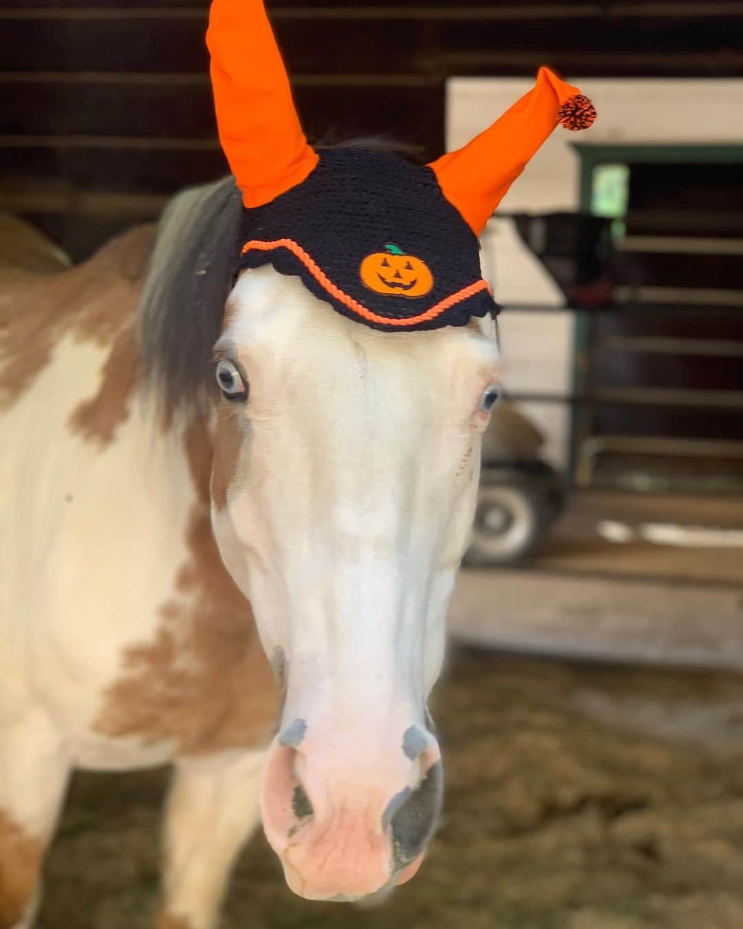ベス・ベアーズのインスタグラム：「#Halloween is right around the corner! Our barn is getting so festive! I love love this time of year!🍁🍂🍁🌾」