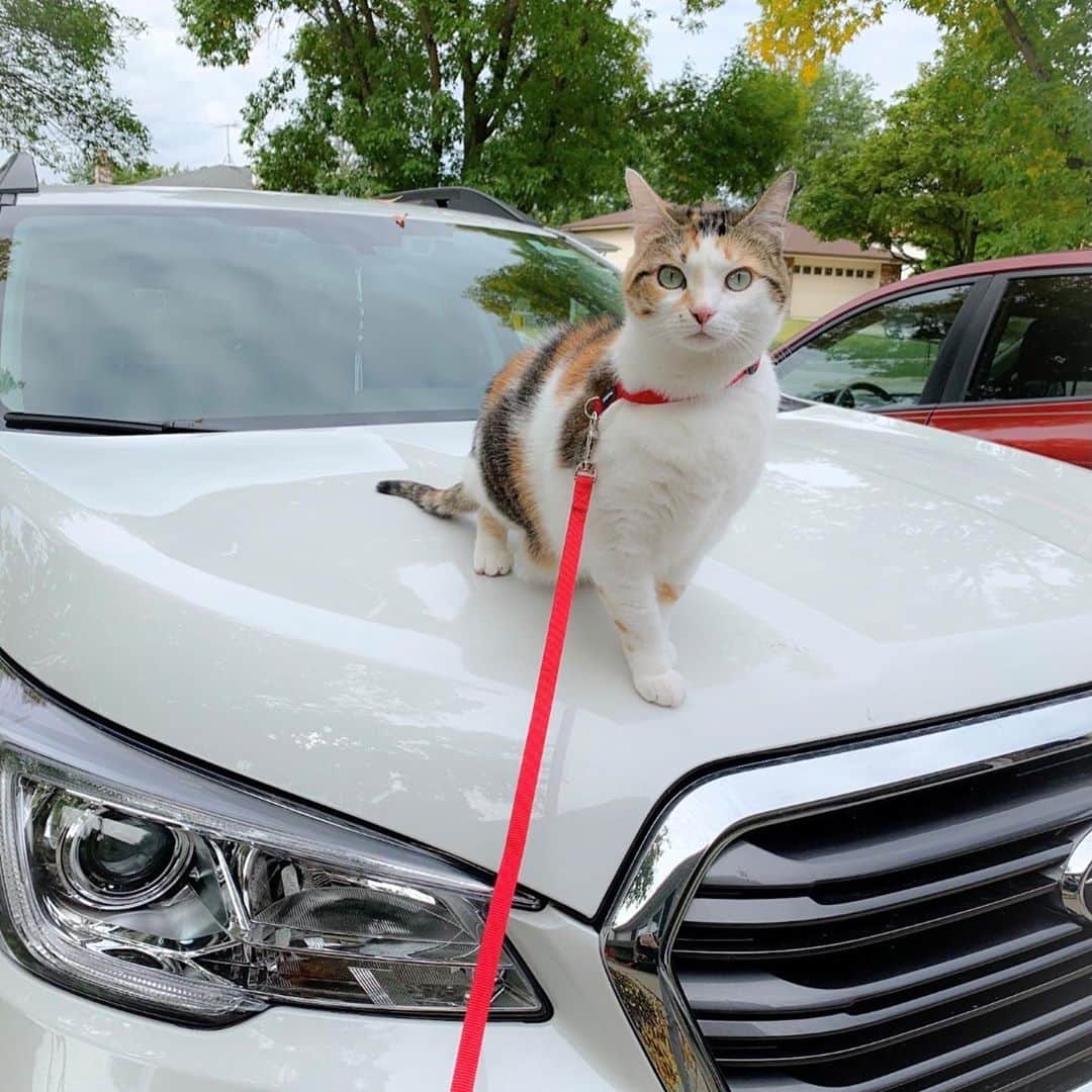Subaru of Americaさんのインスタグラム写真 - (Subaru of AmericaInstagram)「#DrivewayGoals 😍. For #NationalCatDay share your best cat photos/videos and tag us for a chance to be reposted! #CatsofIG #CatsofInstagram (📸: @teddy_and_isobel)」10月29日 23時44分 - subaru_usa