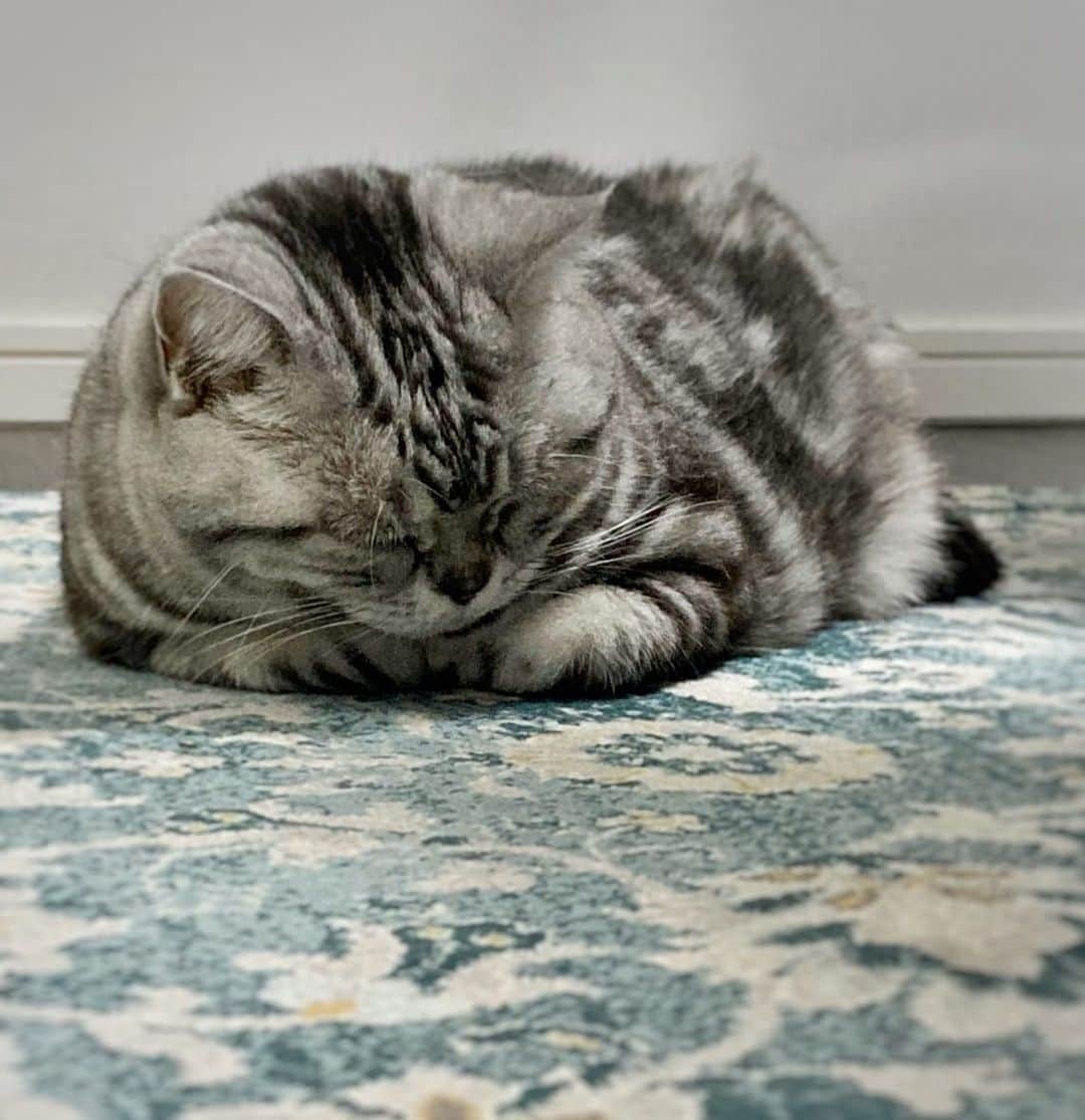ねこのインスタグラム