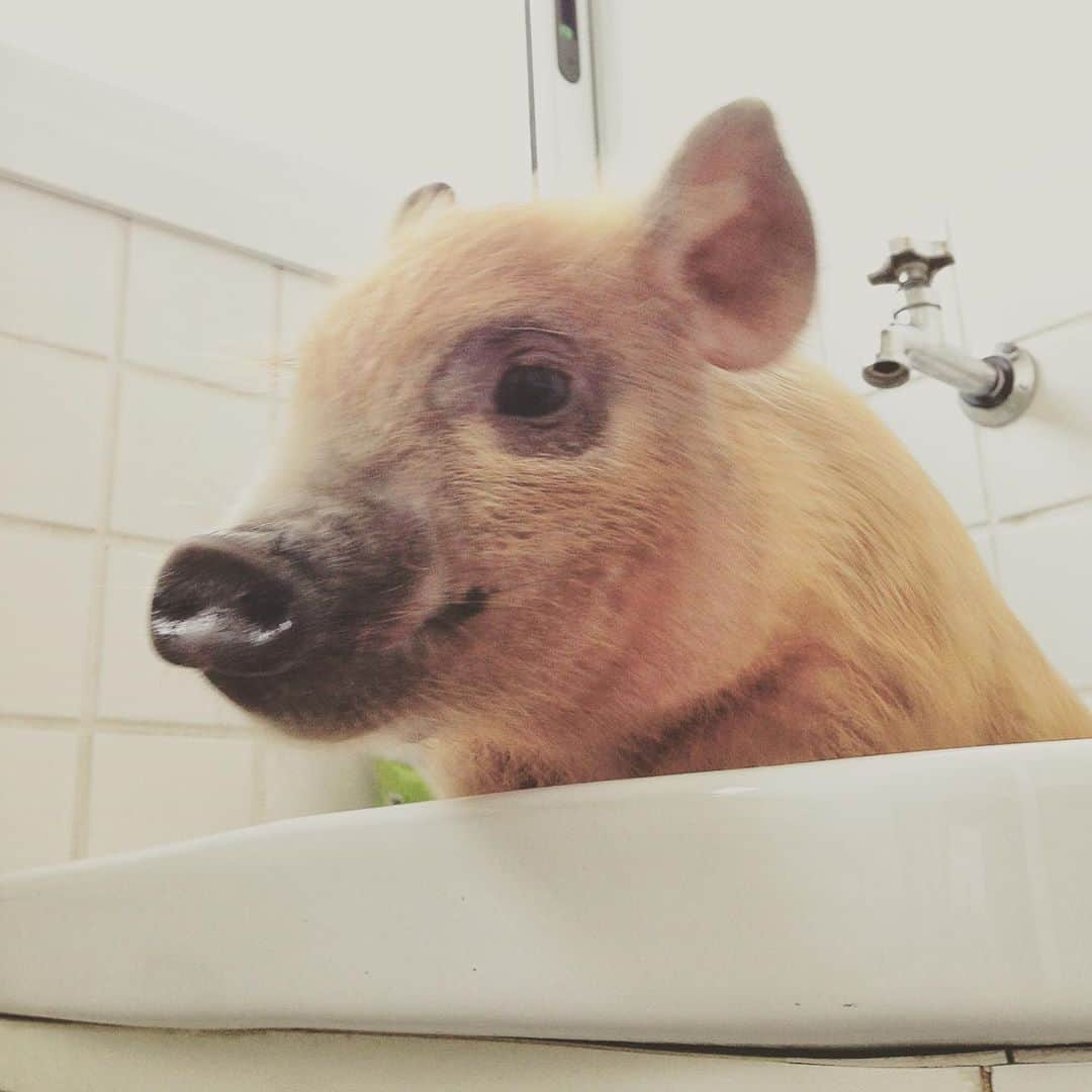 Jamonのインスタグラム：「I was a little bit smaller than today #throwbackthursday #throwback #tbt  . . . #jamonthepig #pig #pigs #pet #petstagram #pets #petsofinstagram #pigsofinstagram #pigstagram #pigsaspets #pigsarefriendsnotfood #friendsnotfood」