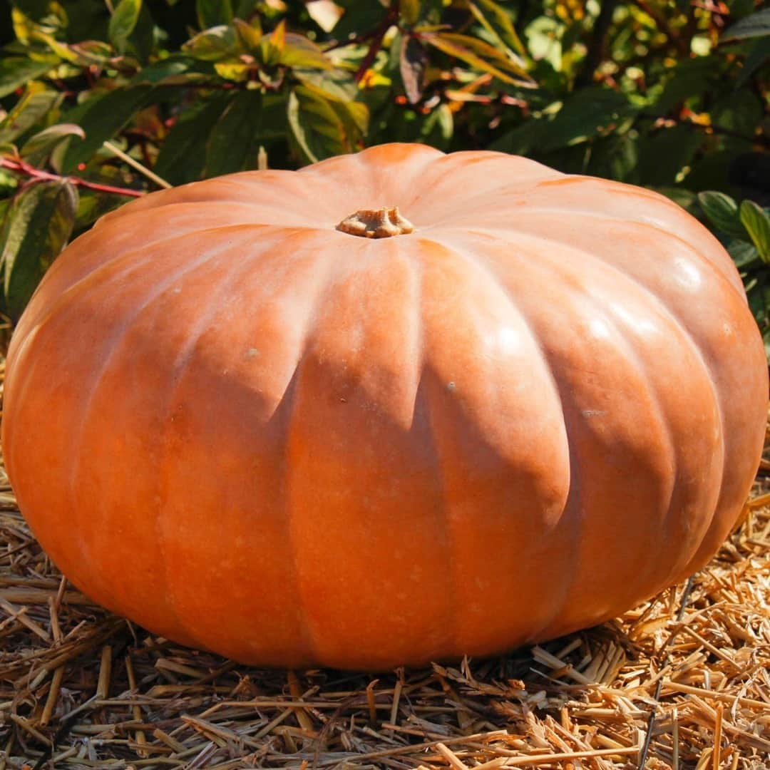 ニューヨーク植物園のインスタグラム：「Its name may be "Cheese," but it's better suited to pies than charcuterie boards. . This 'Long Island Cheese' pumpkin is a locally named favorite with plenty of versatility in the kitchen, great for both sweet and savory dishes. The varietal first came to market on Long Island in 1807, making it one of the oldest domesticated pumpkins there is. See this and a variety of other pumpkins, gourds, and squashes on view along our Great Pumpkin Path before they disappear on November 1. . #Cucurbita moschata #plantlove #AllInNYC」