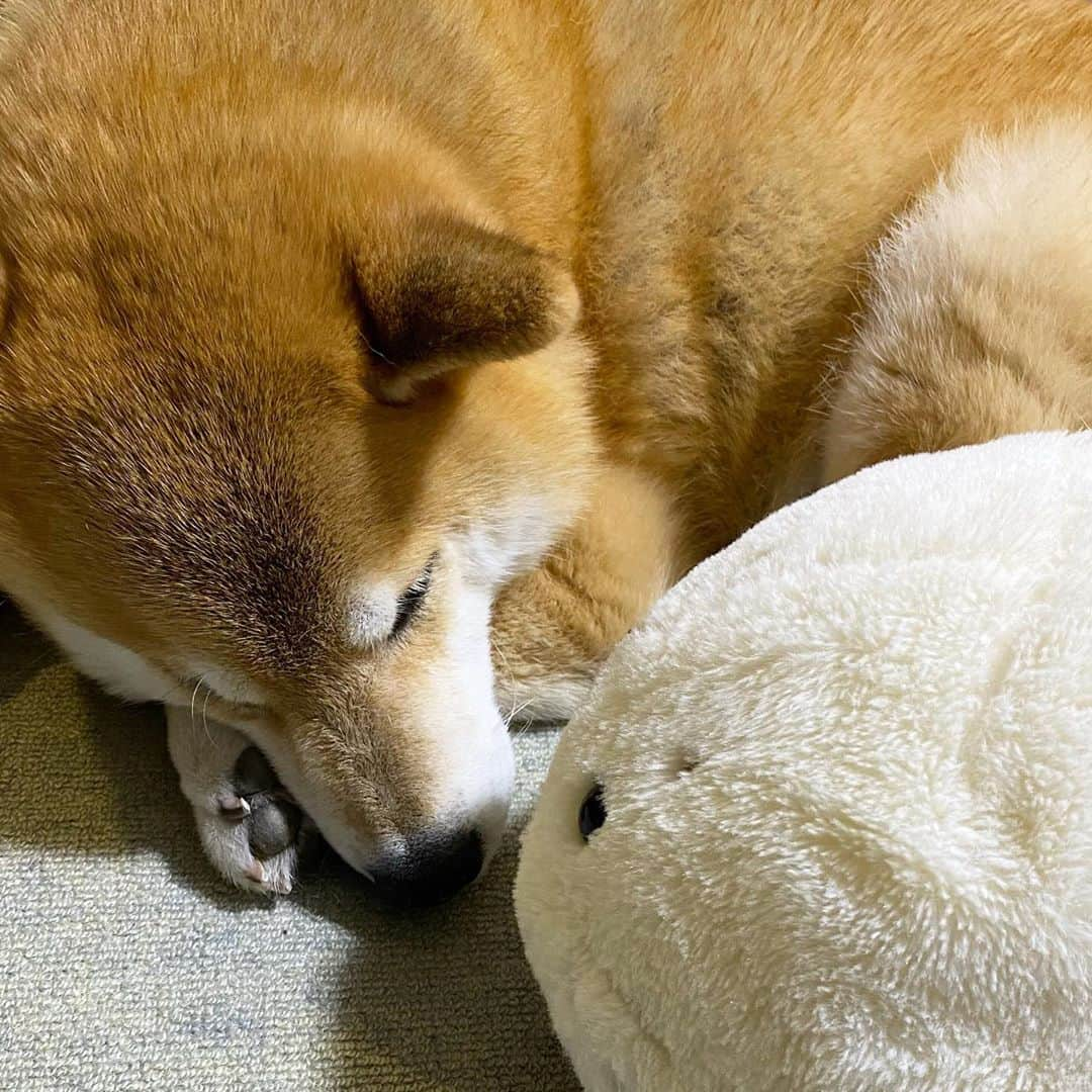 まる（まるたろう）さんのインスタグラム写真 - (まる（まるたろう）Instagram)「Good night!✨🐶💤✨今日は美味しかったな〜 #まるはしゃーわせです #皆さんのおかげです #また明日から頑張っちゃおうかね」10月30日 0時13分 - marutaro