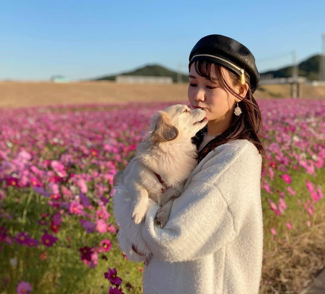 のインスタグラム：「今月も速度制限なうです。🥺 もち吉の首の角度がすごい、ポートレートモードが効かなくなるw  #コスモス#コスモス畑#もち吉#チワックス#秋#福岡モデル#福岡#わんこのいる生活#福岡#福岡犬民#japanesegirl#japan#rq#instagram#instagood#dog」