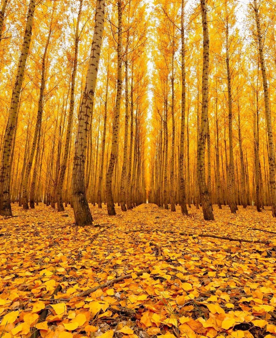 Wonderful Placesさんのインスタグラム写真 - (Wonderful PlacesInstagram)「Glorious fall colors in Boardman - Oregon ✨💛💛🍁🍁✨ . Pictures by ✨✨@cbezerraphotos✨✨ #wonderful_places for a feature 💛🍁」10月30日 1時07分 - wonderful_places